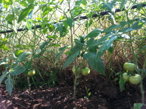 Basisa b&b pomodoro